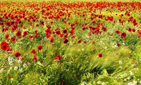 field-1534792_960_720