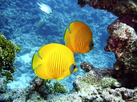 diving-1656380_960_720