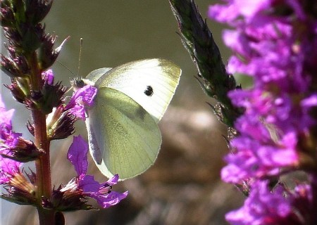 flower-51726_960_720