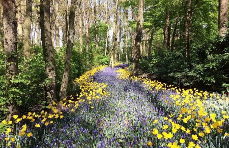 flowers-1246249_960_720