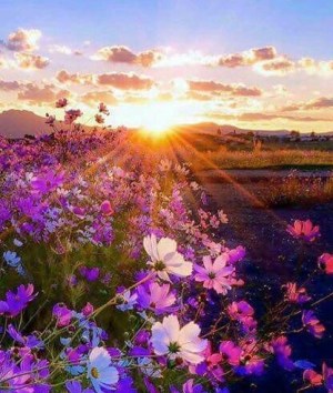 dbdf6b0afa1de0dbeb8f33debd00937c