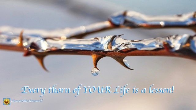 thorns of life.001