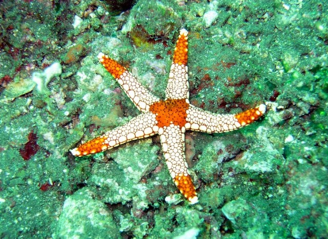 ocean-202074_960_720