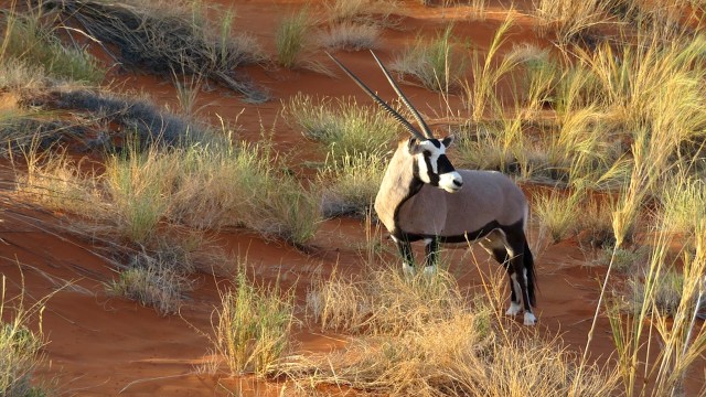 oryx-2693386_960_720