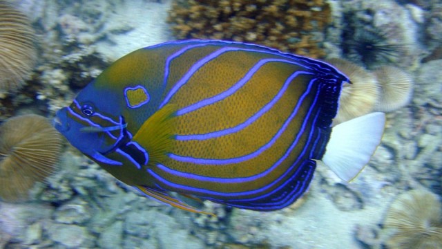 angelfish-202325_960_720