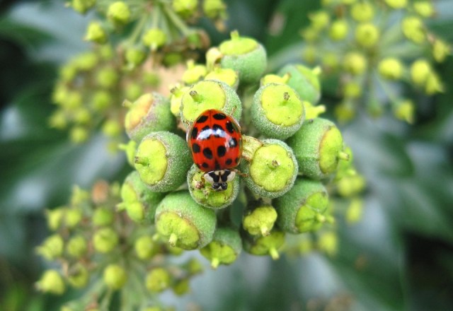 asian-ladybug-1750665_960_720