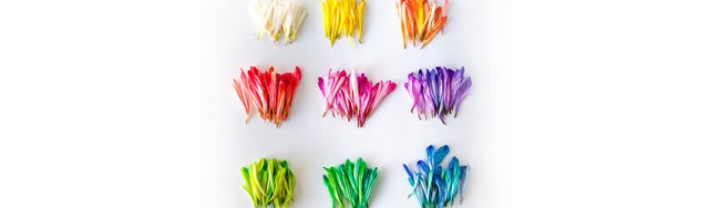 best-color-each-zodiac-sign-850x250