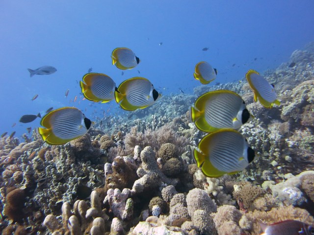 butterflyfish-1430233_960_720