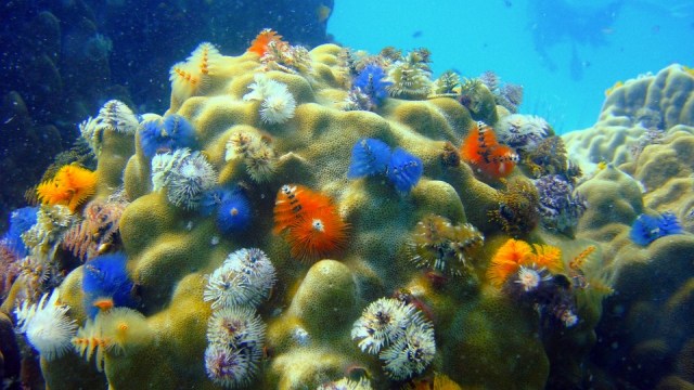 christmastree-worms-202320_960_720