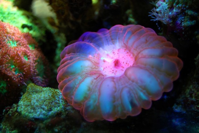 coral-2637020_960_720