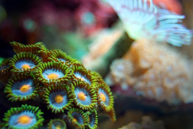 coral-2717231_960_720
