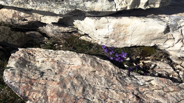 flori de munte langa sfinx