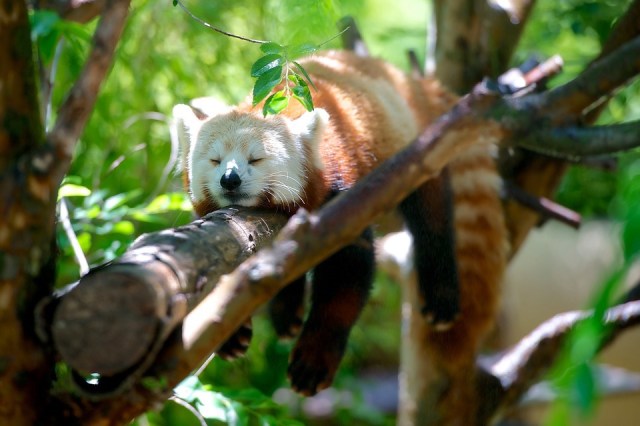 red-panda-1159873_960_720