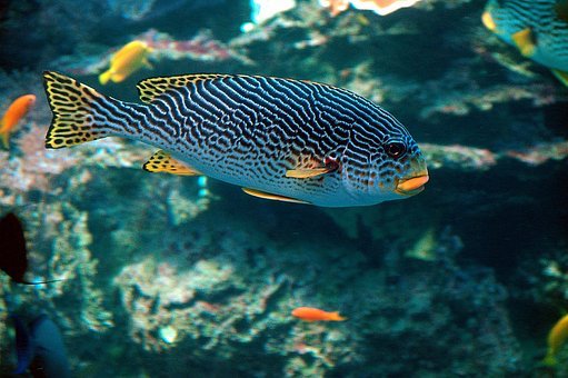 tropical-fish-1592925__340