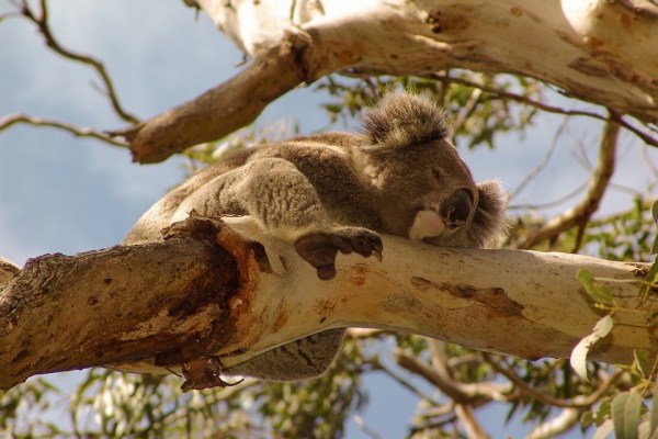 koala-4058678_960_720
