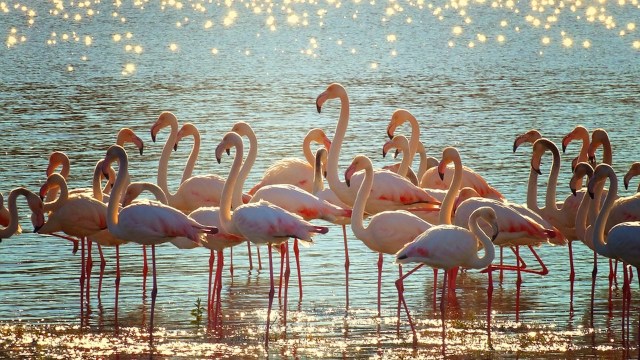 flamingos-3718480_960_720
