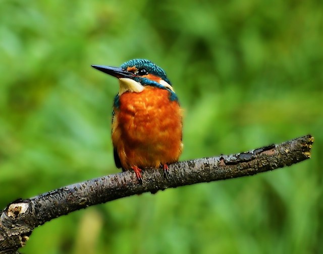 the-kingfisher-3431731_960_720