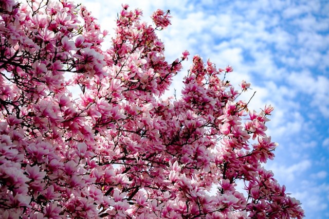 tree-4114734_960_720 mag