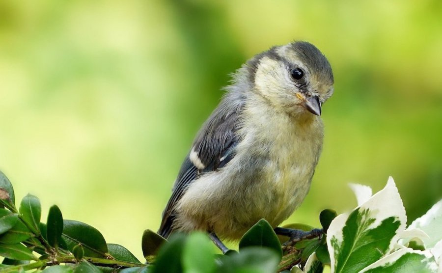 What genre is YOUR Happiness?