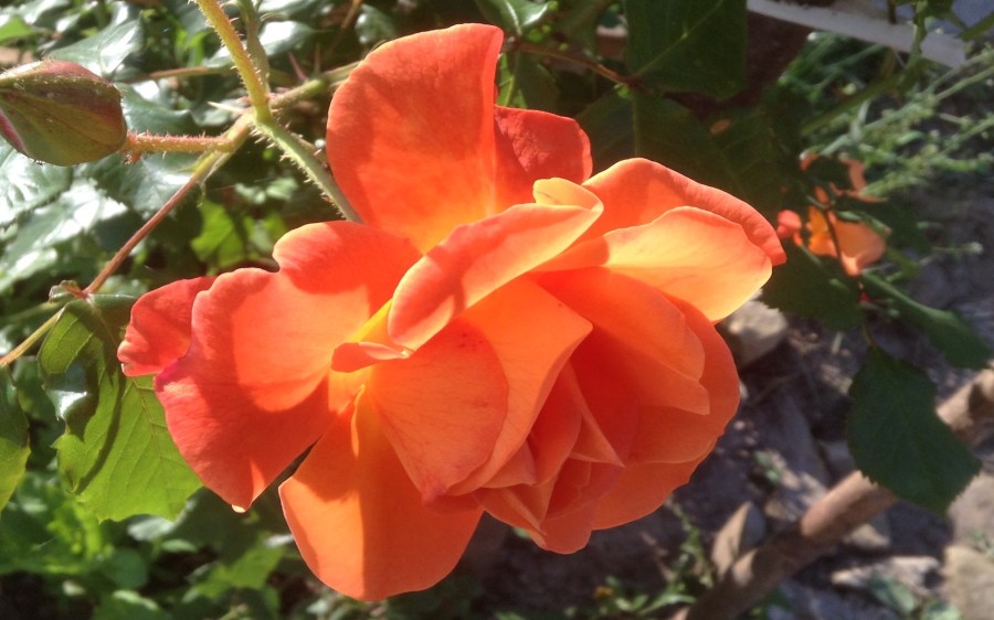 Can you stick to love?