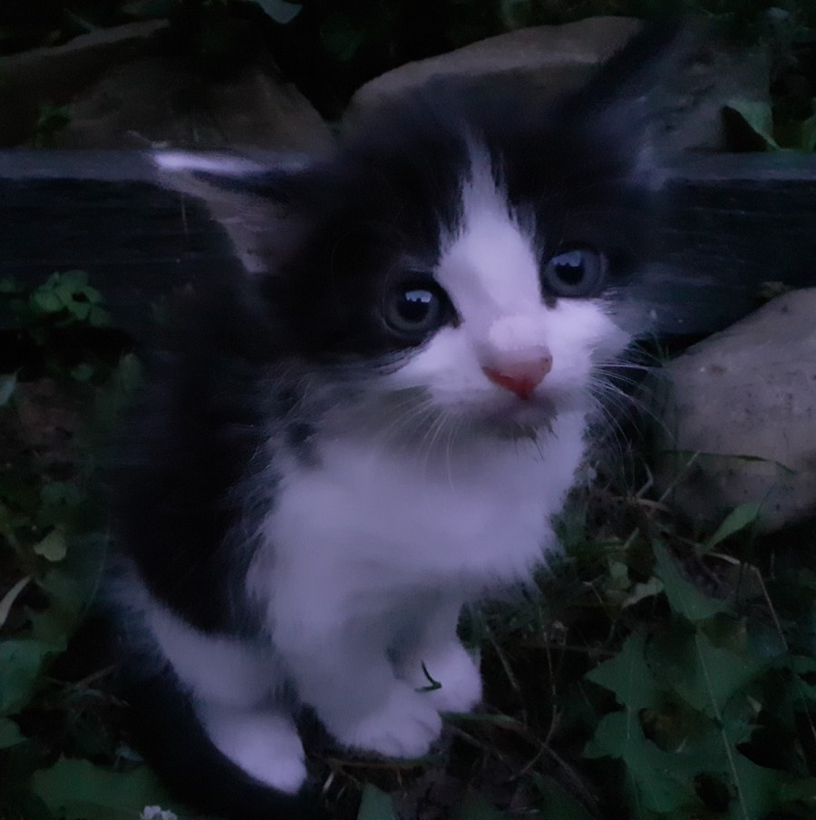 wonderful wordless world 182)