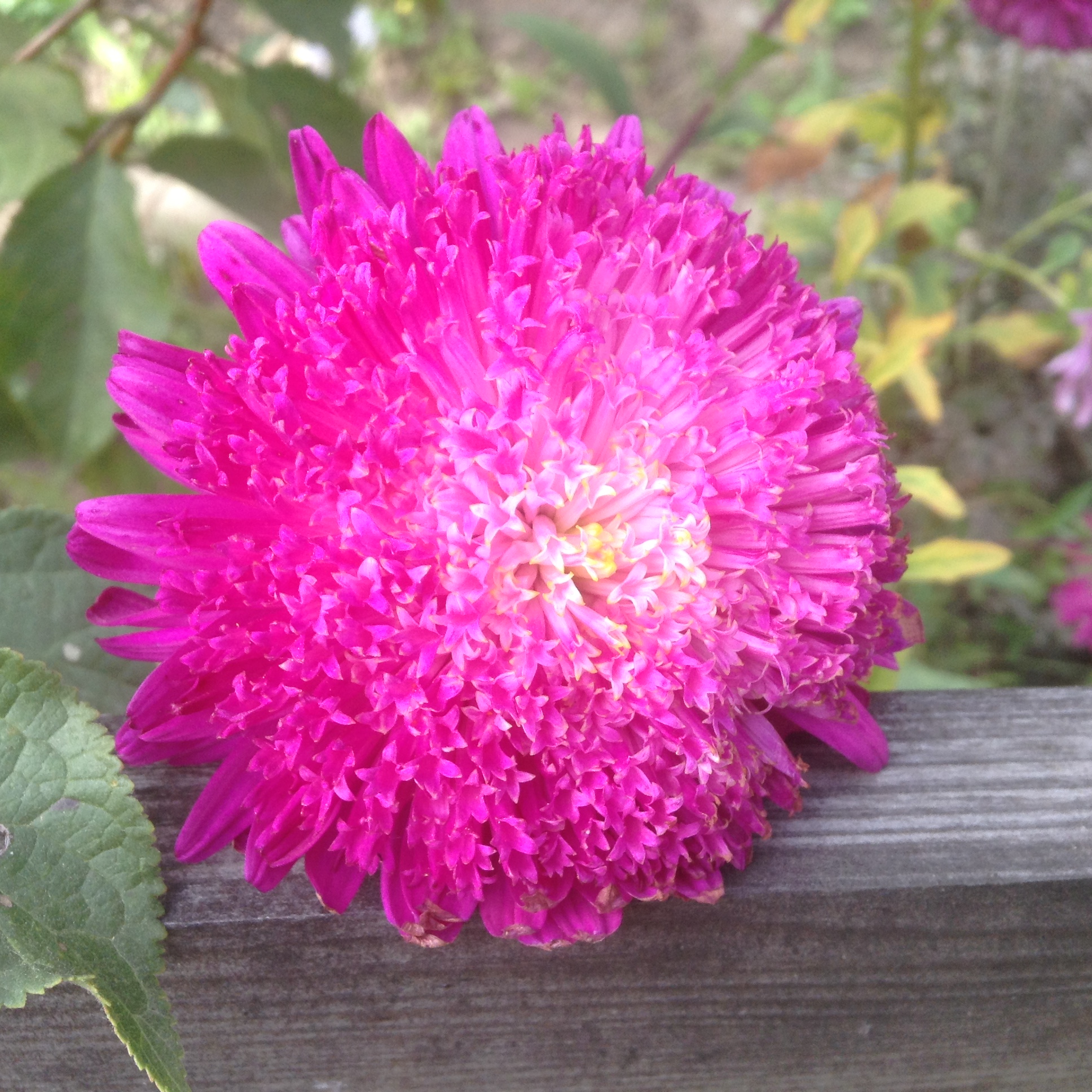 Garden - Love in colors