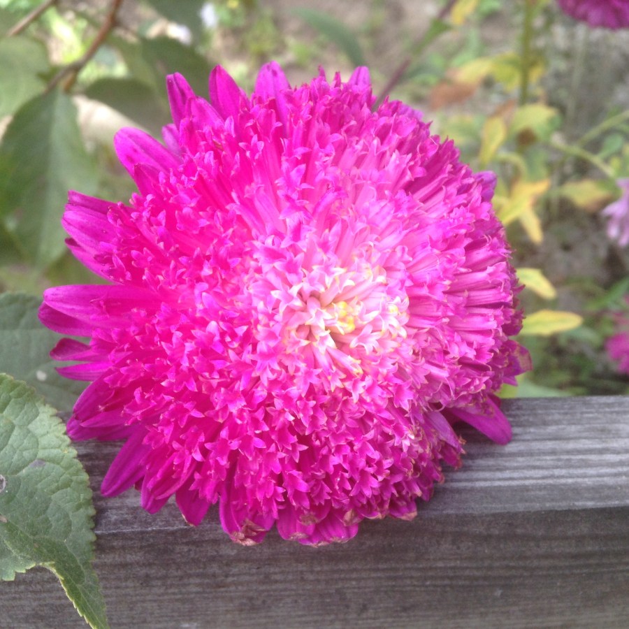 Garden - Love in colors