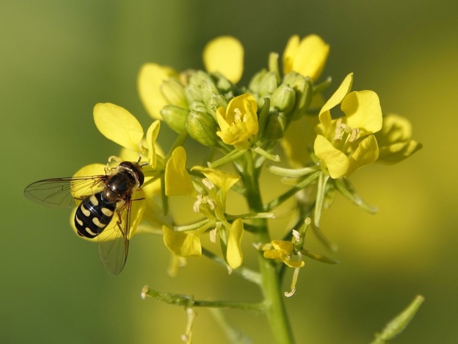 Benefits of mustard seeds