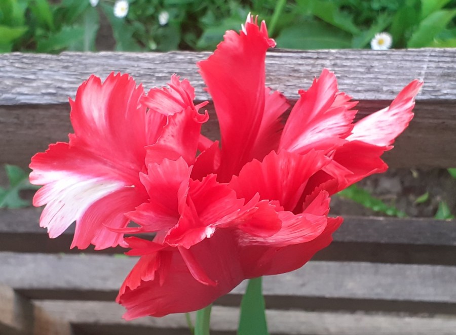 wonderful wordless world (187)