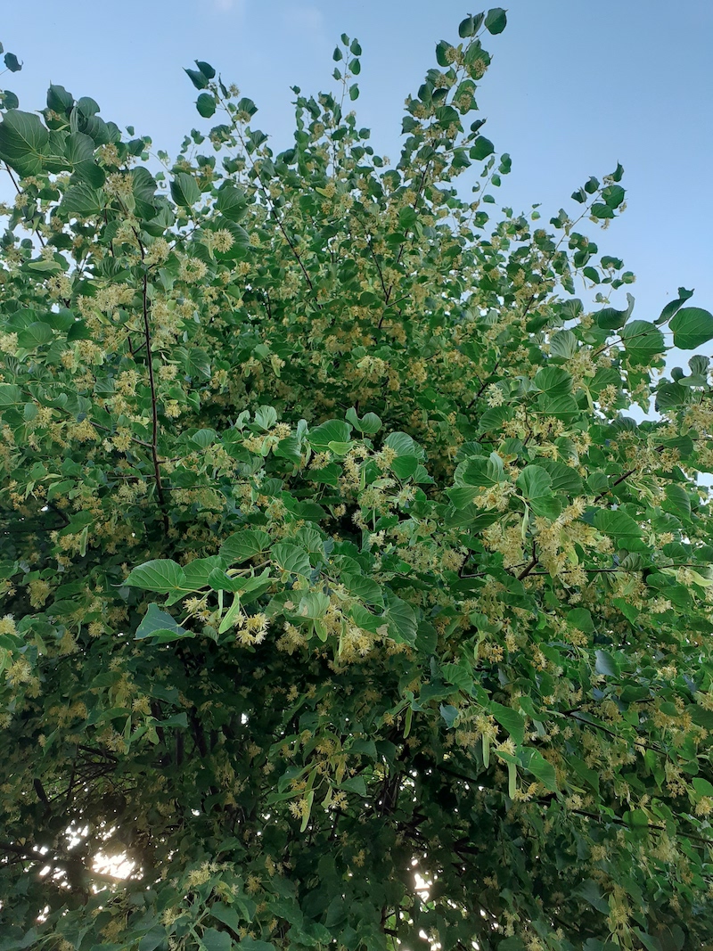 Wonderful Wordless World (199)